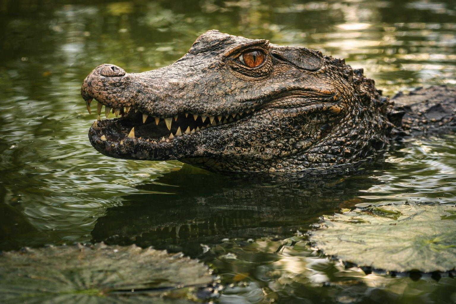 2SurinameTour Kaaiman